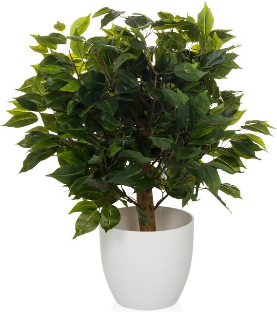 hjh OFFICE Kunstpflanze Ficus II in Grün als Tischdeko aus Kunststoff - Bild 1