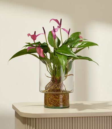 BLUME2000 Freischwimmer Zimmerpflanze in pink-transparentem Glastopf mit Blüten für Innenräume