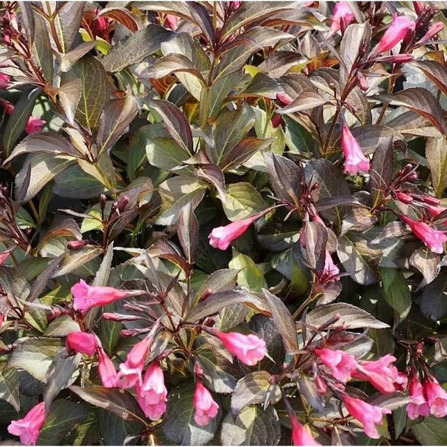Weigela florida Alexandra Ziergehölz in Rot und Pink, Höhe: 80-100 cm - Bild 1