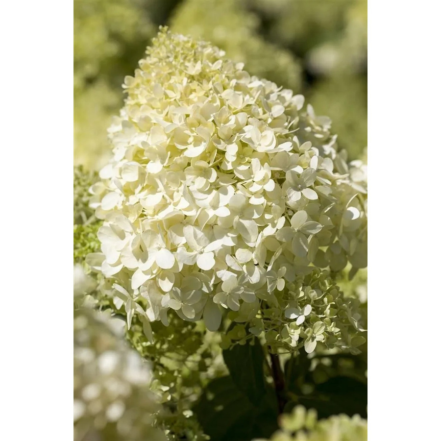 Hydrangea Paniculata Rispenhortensie Magical Mont Blanc in Weiß, Höhe: 100-125 cm - Bild 2