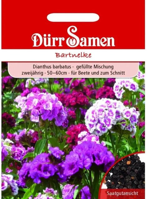 Dürr Samen Bartnelke Mischung zweijähriges Saatgut mehrfarbig - Bild 1