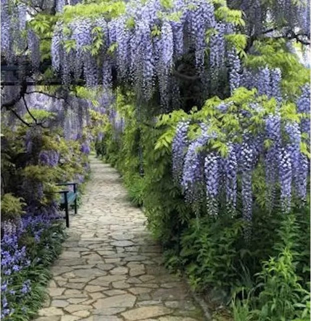 Blauregen Domino Wisteria floribunda Kletterpflanze in Lila, Höhe: 60-80 cm - Bild 1