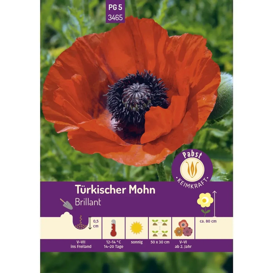 Pabst Keimkraft Türkischer Mohn Brillant Saatgut für Beete, Rabatten und Schnittblumen - Bild 2
