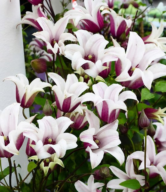 Tulpen-Clematis Princess Kate im 2-Liter Topf - Bild 1