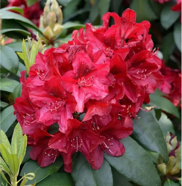 INKARHO Rhododendron Matador Alpenrose großblumiger Strauch 30-40 cm - Bild 1