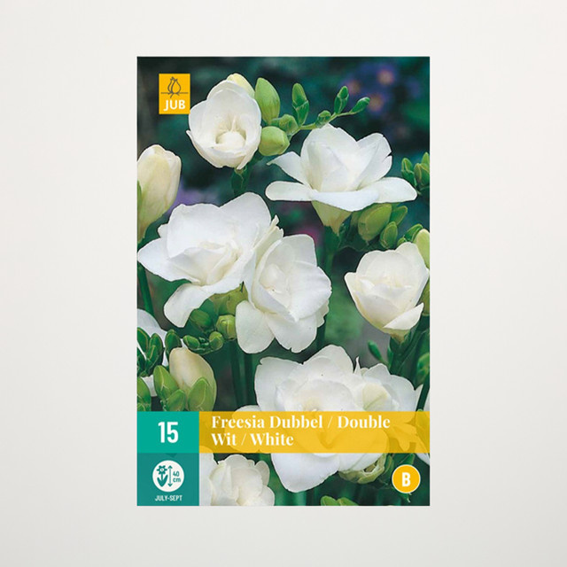 Gefüllte Freesien Double White Blumenzwiebeln von BLUME2000, 15 Knollen - Bild 1