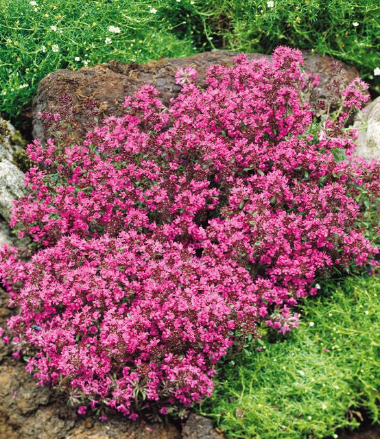 Bodendecker-Thymian - Bild 1