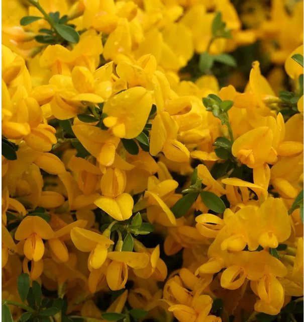 Sandginster Genista pilosa gelber Strauch und Bodendecker - Bild 1