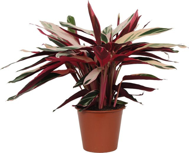 GROW by OBI Zimmerpflanze Stromanthe sanguinea Korbmarante Triestar, mehrfarbig, Höhe: 70 - 85 cm, Topf-Ø: 19 cm - Bild 1