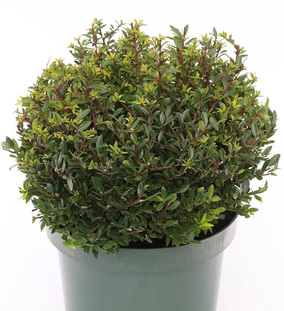 Japanische Stechpalme Ilex crenata Twiggy als Kugelschnitt in Grün, Topfhöhe: 25-30 cm - Bild 1