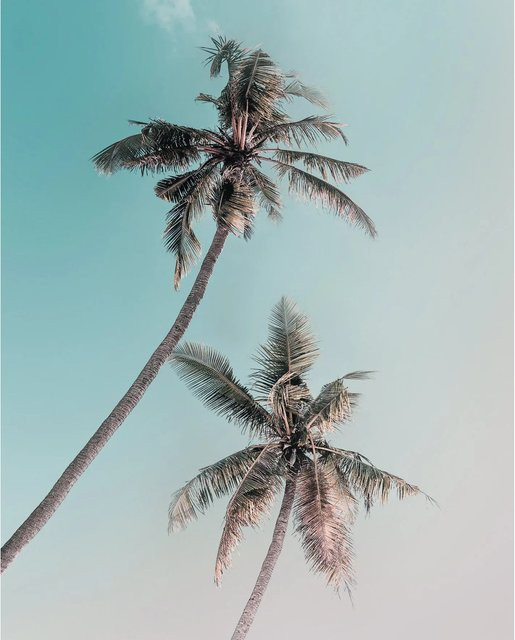Komar Wandbild Miami Palms Multicolor B: 40 cm, H: 50 cm - Bild 1