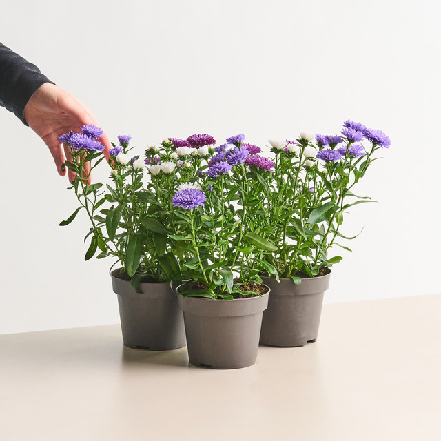 3er Set Glattblattaster Aster novi belgii von BLUME2000 als pflegeleichte Staude für Gartenbeet, Blumenkübel oder Balkonkasten - Bild 1
