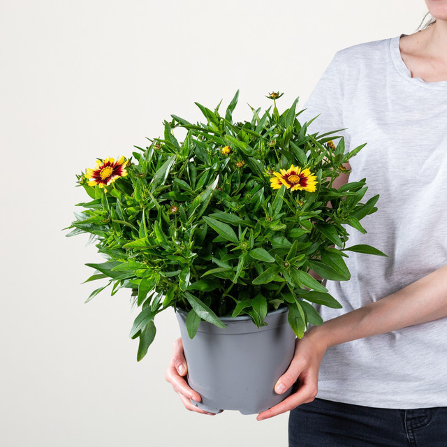 Coreopsis Gelbes Mädchenauge Stauden von BLUME2000 - Bild 1
