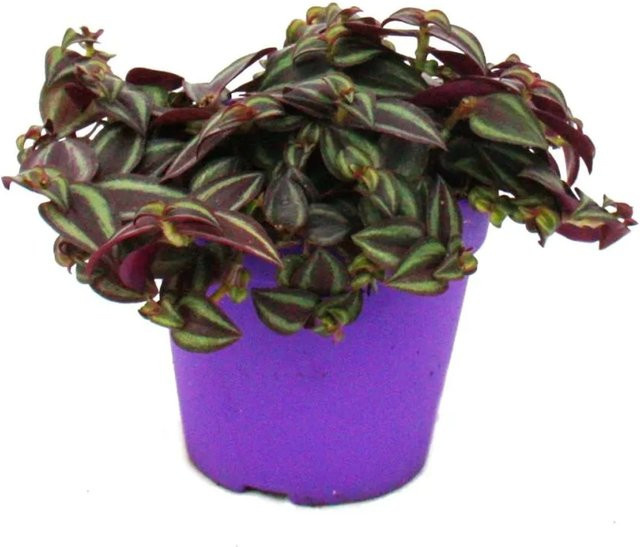 Tradescantia Purple Passion Dreimasterblume mit lila Blättern im 12 cm Topf - Bild 1