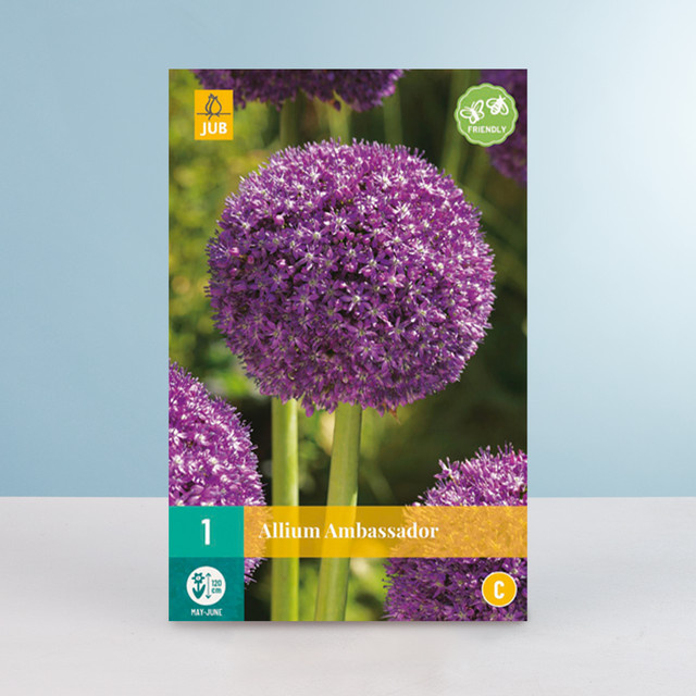 Allium Ambassador Zwiebel von BLUME2000 - Bild 1