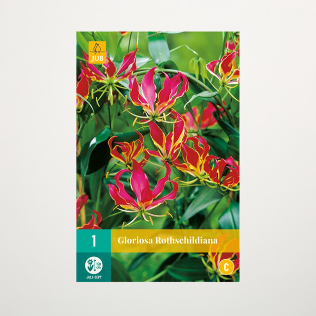 Gloriosa Rothschildiana Wurzel von BLUME2000 als Kletterpflanze - Bild 1