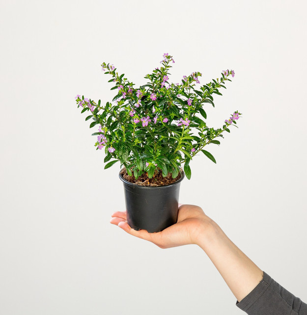 6er Set Cuphea hyssopifolia Japanische Scheinmyrthe von BLUME2000 für Balkon, Beete und Terrassenkübel - Bild 1