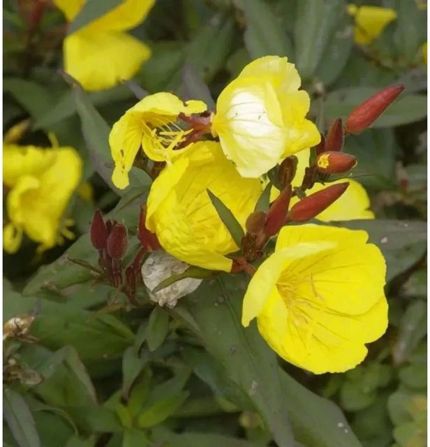 Nachtkerze Fyrverkeri Oenothera fruticosa gelbe Staude für Garten und Freiflächen - Bild 1