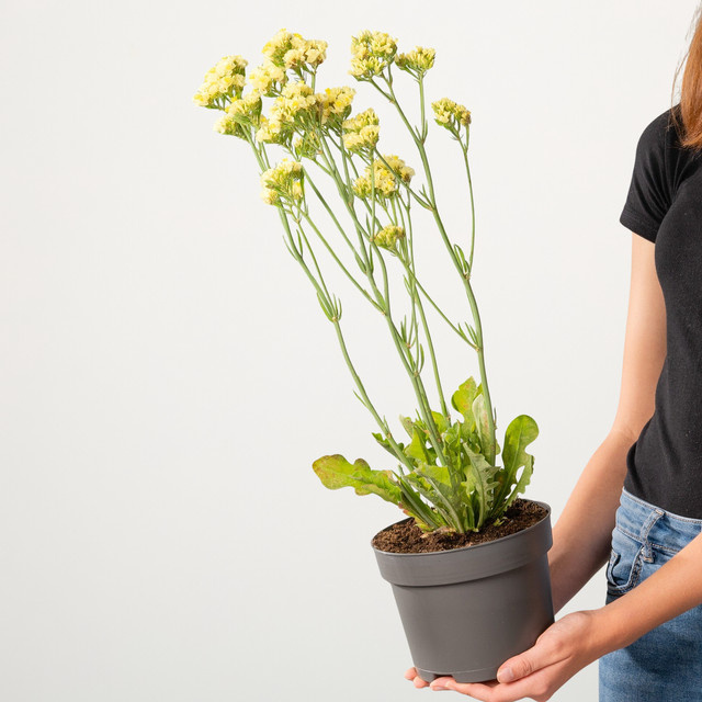 Gelber Strandflieder Limonium sinuatum von BLUME2000 als Staude für Beet und Balkon - Bild 1