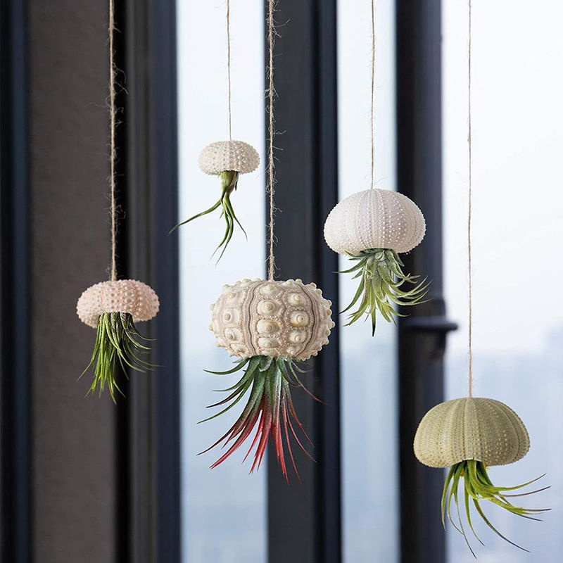 5er Set dekorative Hängepflanztöpfe mit Seeigel-Motiv für dein Zuhause oder Büro - Bild 4