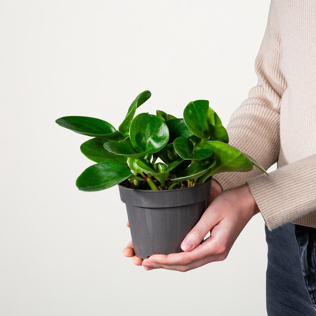 Peperomia Green Zimmerpflanze von BLUME2000 in Grün - Bild 1