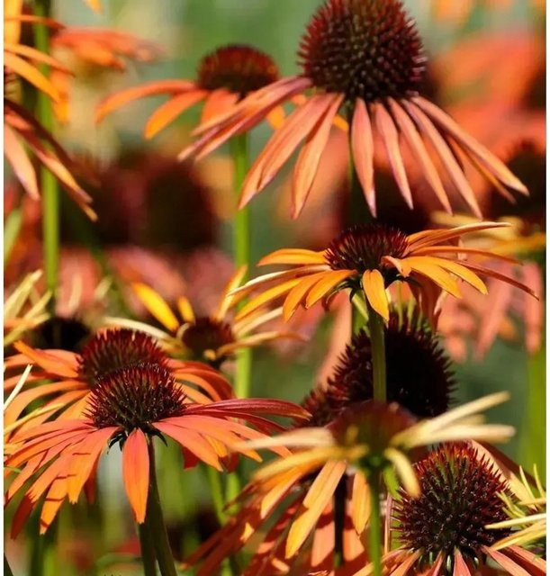 Sonnenhut Harvest Moon Echinacea purpurea als mehrjährige Gartenpflanze - Bild 1