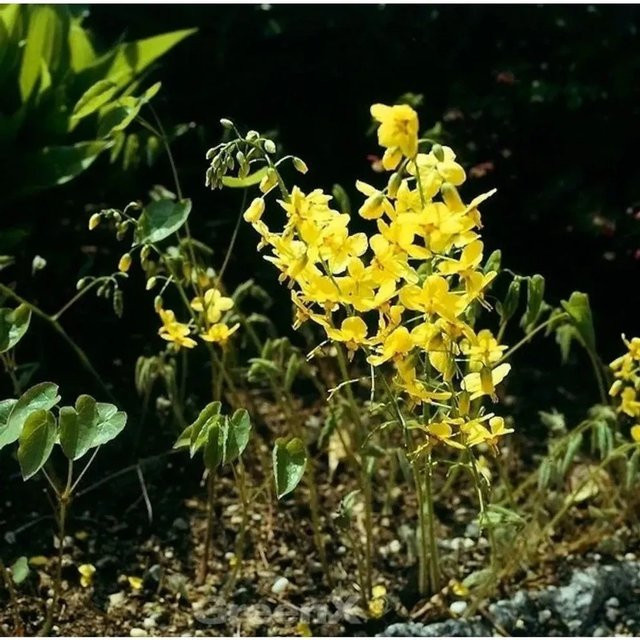 Epimedium pinnatum Elfenblume Elegans in Schwefelgelb von Nr-01.de - Bild 1