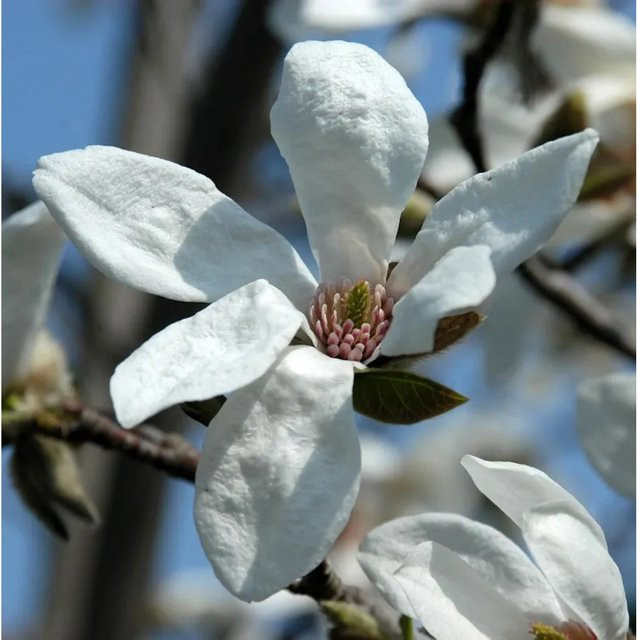 Kobushi Magnolie Magnolia kobus als Zierbaum für deinen Garten, Höhe: 125-150 cm - Bild 1