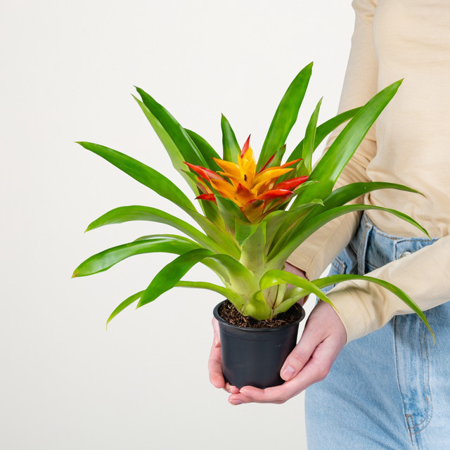Guzmania Flava Zimmerpflanze von Green Living in Grün, Rot, Gelb und Orange - Bild 1