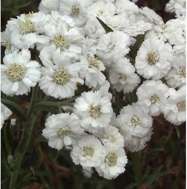 Achillea ptarmica Sumpfschafgarbe als mehrjährige Pflanze im Topf von Nr-01.de - Bild 1