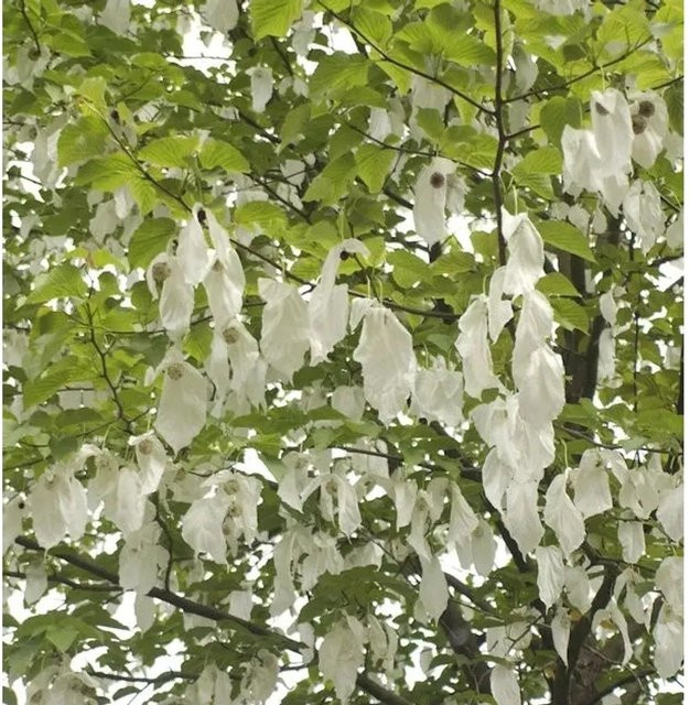 Davidia involucrata vilmoriniana Taubenbaum Taschentuchbaum mit weißen Blüten, Höhe: 80-100 cm - Bild 1
