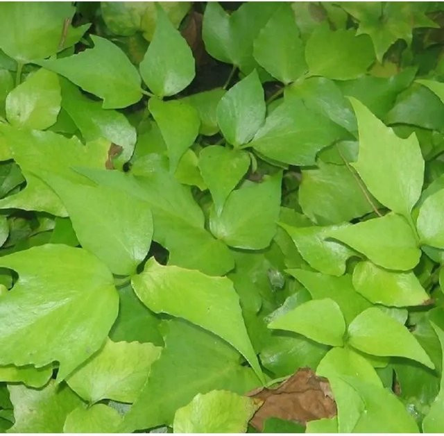 Cyrtomium falcatum Sichel-Ilexfarn als grüne Zimmerpflanze oder Gartenpflanze von Die Nr-01.de - Bild 1