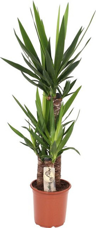 GROW by OBI Yucca elephantipes Palmlilie Zimmerpflanze, Grün, Höhe: 95-120 cm, Topf-Durchmesser: 21 cm
