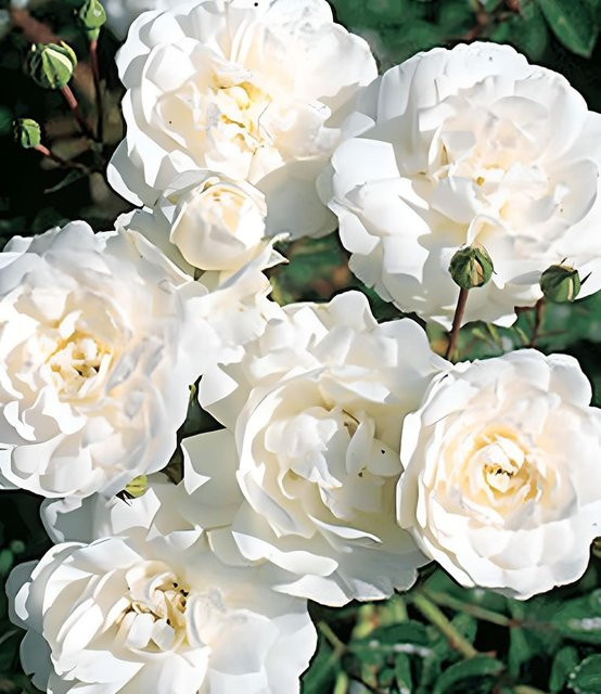 Rose Sea Foam - Bild 1