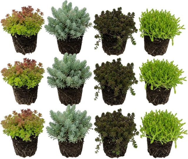 Vdvelde Sedum Fetthenne Steinpflanzen Mix als winterharte Bodendecker für Teichrand und Garten, 12 Stück - Bild 1