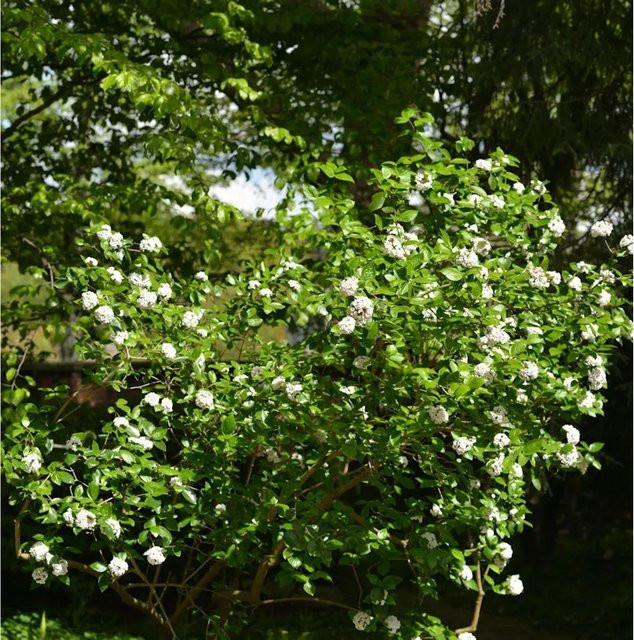 Osterschneeball Viburnum burkwoodii Conoy von Nr-01.de, weiße Blüten, Höhe: 60-80 cm - Bild 1