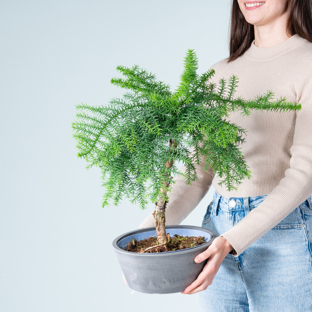 BLUME2000 Araucaria Bonsai in Steinoptik-Schale, Anthrazit und Grün - Bild 1
