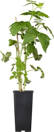 GROW by OBI Bio Himbeere Autumn Bliss Rubus idaeus Beerenstrauch im Topf
