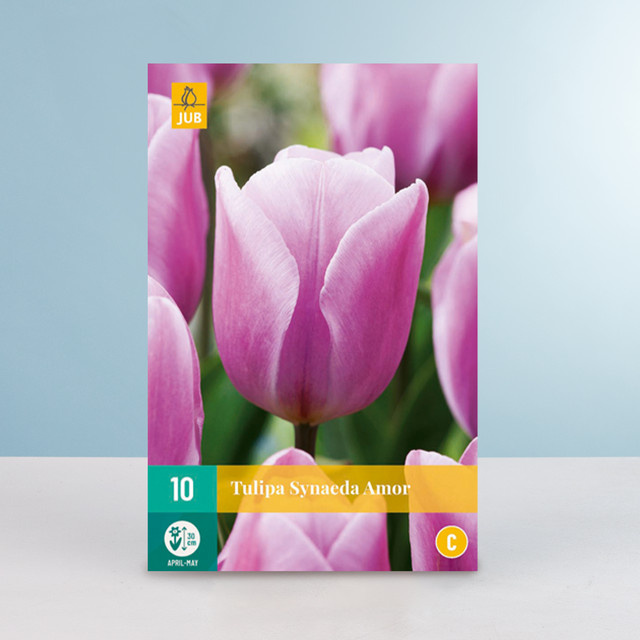 Triumph Tulpe Synaeda Amor Blumenzwiebeln von BLUME2000, 10 Stück - Bild 1