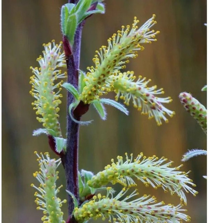 Salix Lavendelweide Salix rosmarinfolia Strauch in Grün und Gelb, Höhe: 40-60 cm