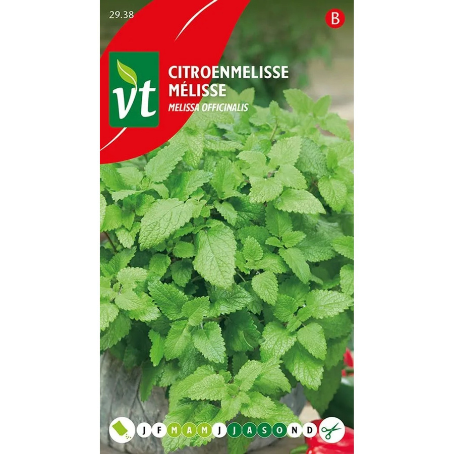 Arborix Zitronenmelisse Saatgut mit frischem Zitronenduft, 0,75 g - Bild 2