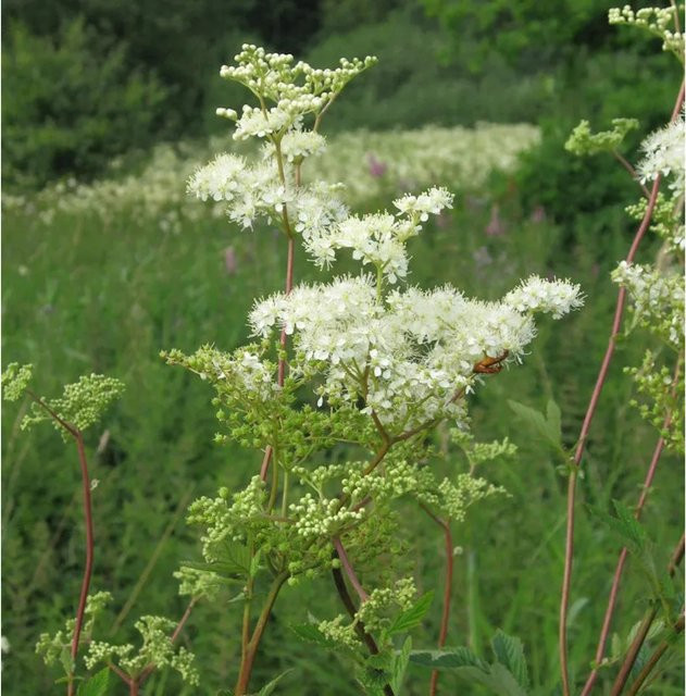 Mädesüß Filipendula ulmaria Strauch für den Garten von Nr-01.de - Bild 1