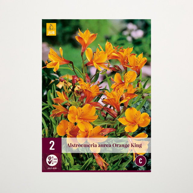 Inkalilie Orange King von BLUME2000 mit 2 Knollen - Bild 1