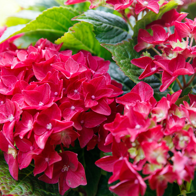 Bauernhortensie Music Collection Red Reggae rot von Mein schöner Garten Shop - Bild 1