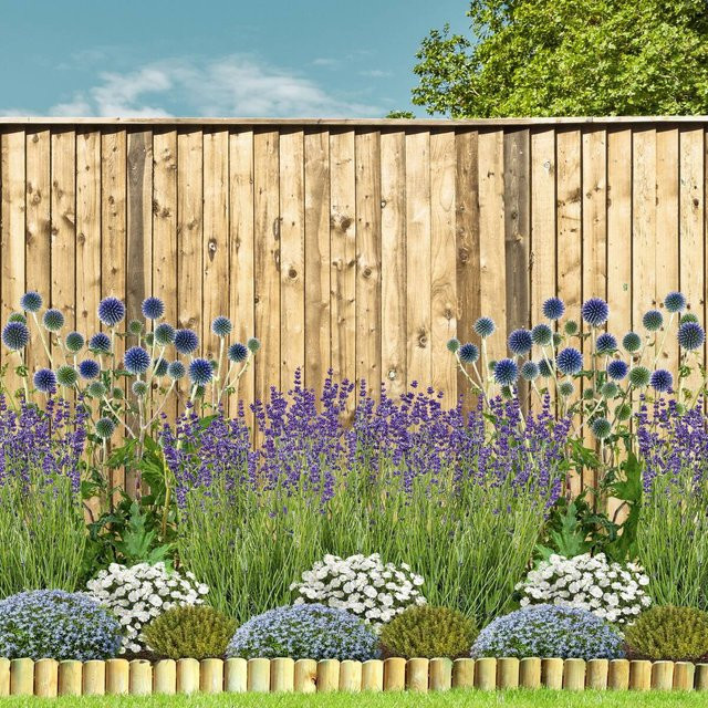 Staudenbeet Sommerlicher Blütenzauber von Mein schöner Garten Shop mit 16 Lavandula Pflanzen in Blau, Weiß und Mehrfarbig - Bild 1