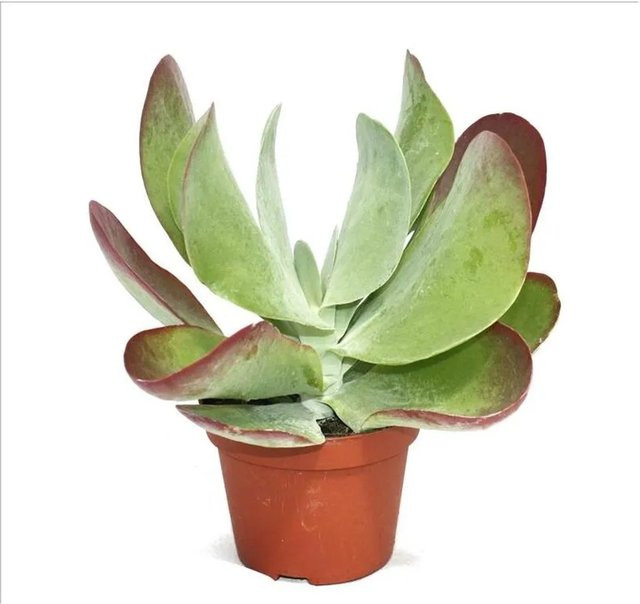 Exotenherz Kalanchoe Thyrsiflora Red Lips Zimmerpflanze in Rot und Grün im 10,5 cm Topf - Bild 1