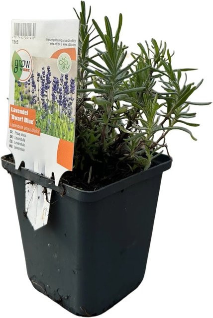 GROW by OBI Lavendel Dwarf Blue Violett Lavandula angustifolia Stauden im Topf - Bild 1