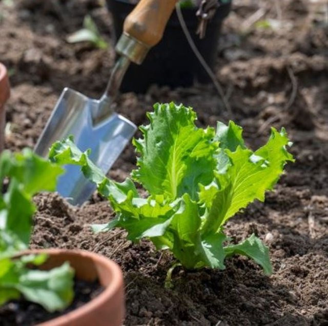 Gemüse-Set Eisbergsalat-Mix von Mein schöner Garten Shop, 6 Pflanzen für den Sommergarten - Bild 1