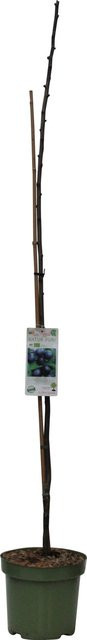 GROW by OBI Bio Säulenpflaume Prunus als Obstbaum für deinen Balkon oder Gemüsegarten, Farbe: Grün, Höhe: ca. 50 cm - Bild 1