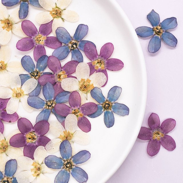 12 Stück gepresste blaue Sternblumen als Bastelbedarf für Kunstwerke, Lesezeichen und Handyhüllen - Bild 1